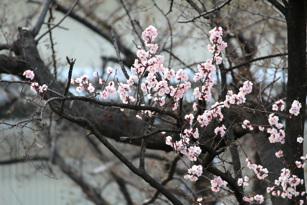 ロッテ工場の桜