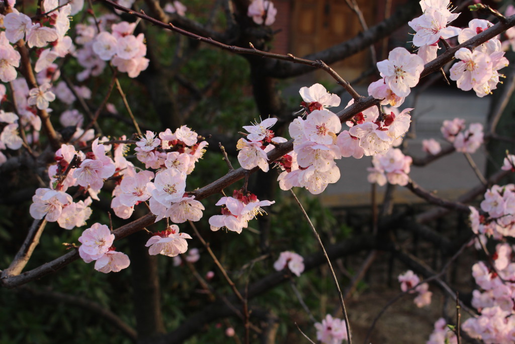 六辻水辺公園の桃の花