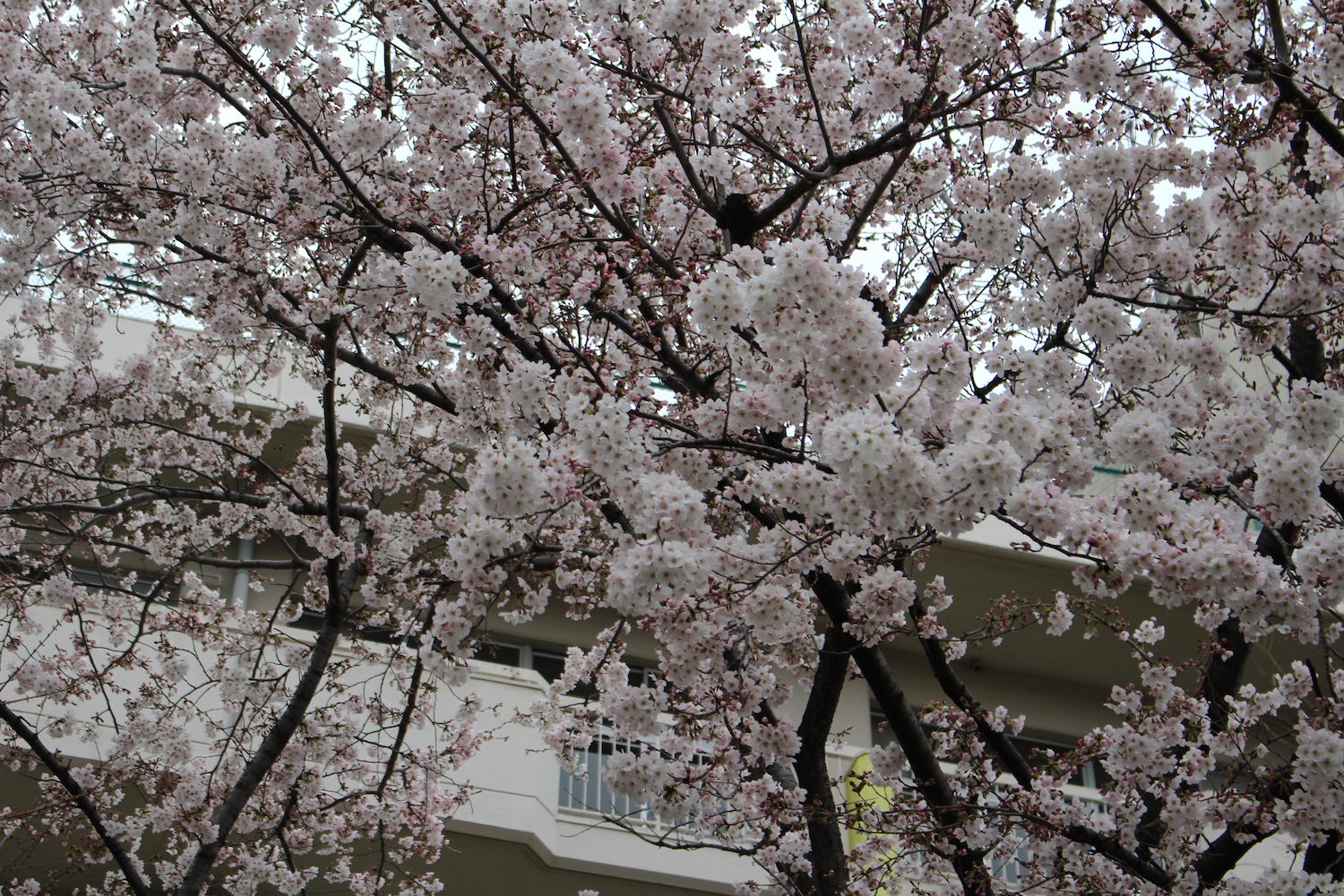 内谷中学校の桜