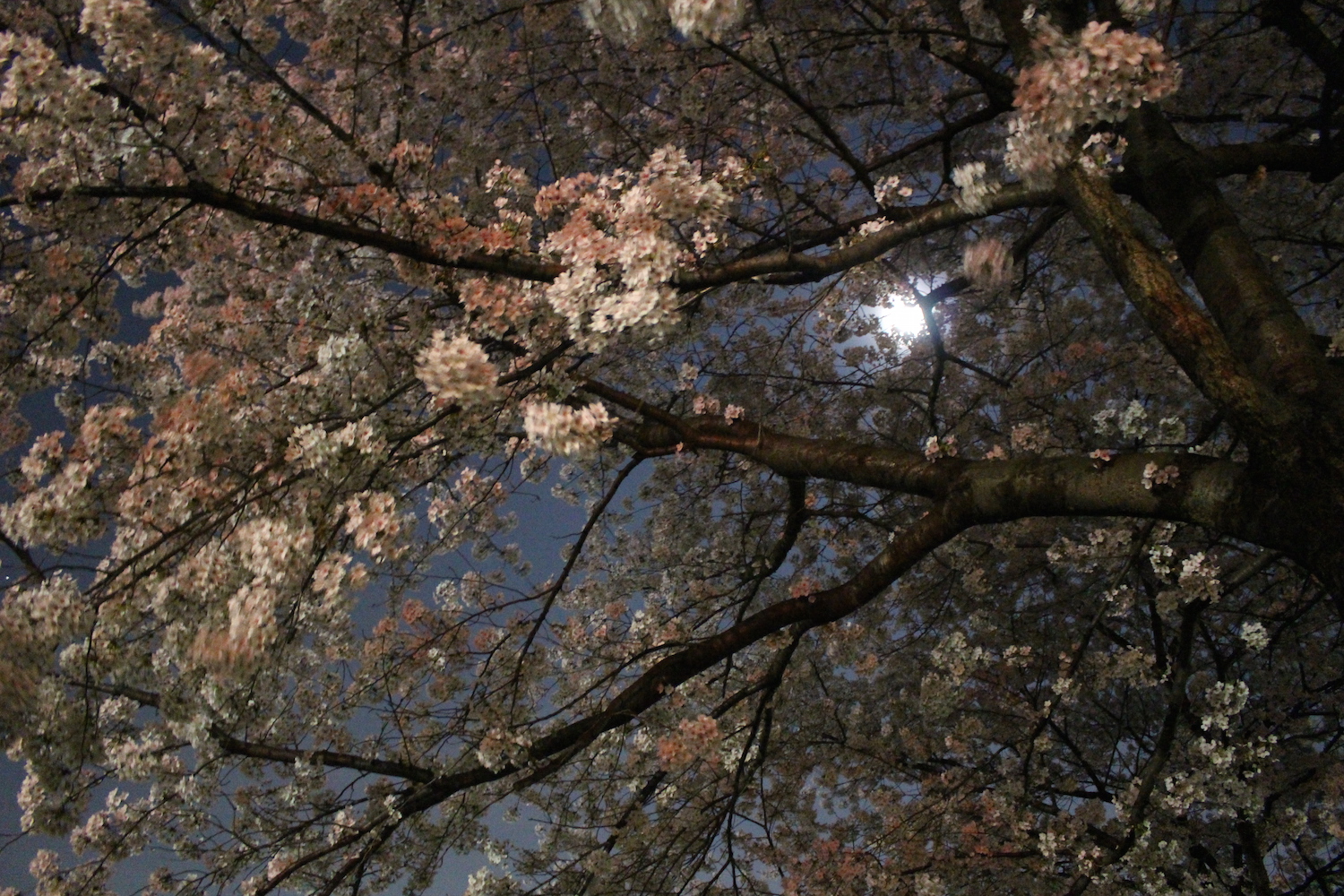 月明かりと笹目川の桜