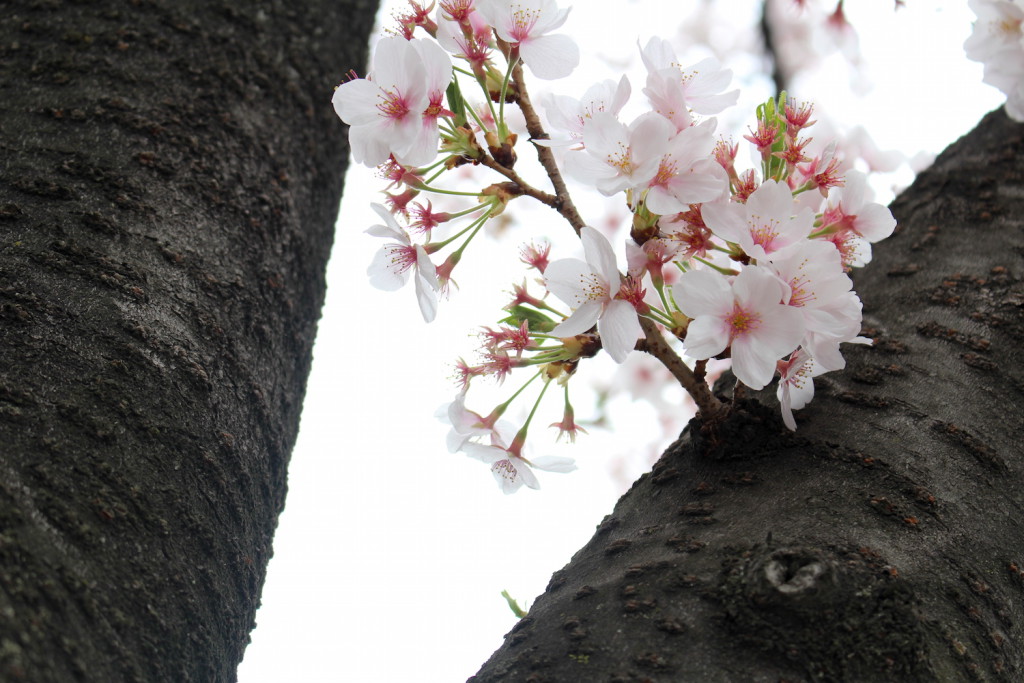 花と緑の散歩道の桜