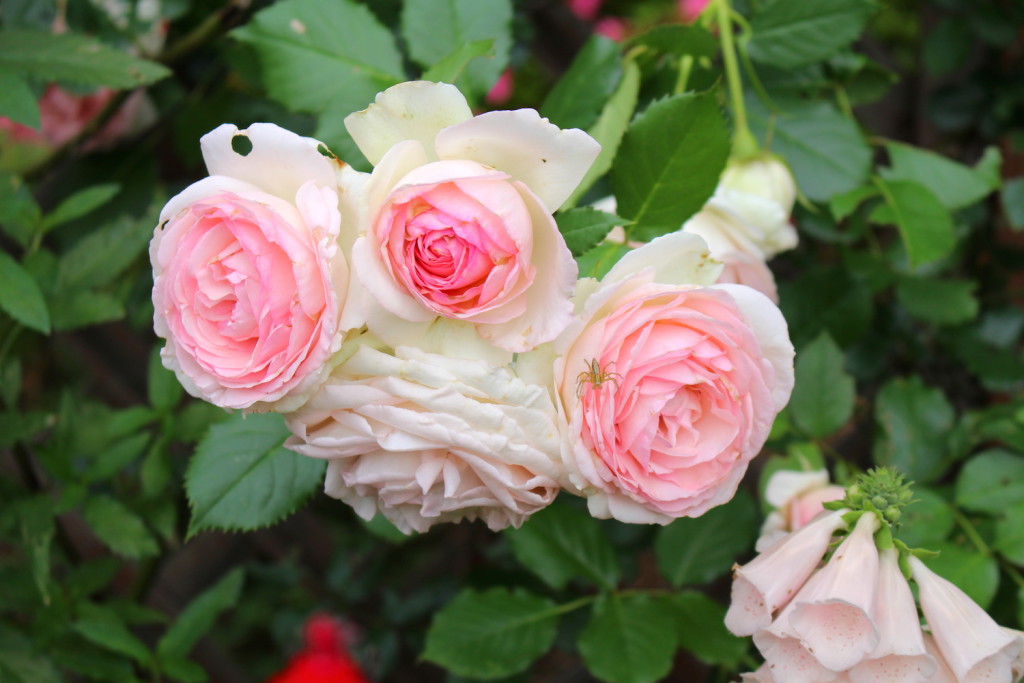 白とピンクのバラ