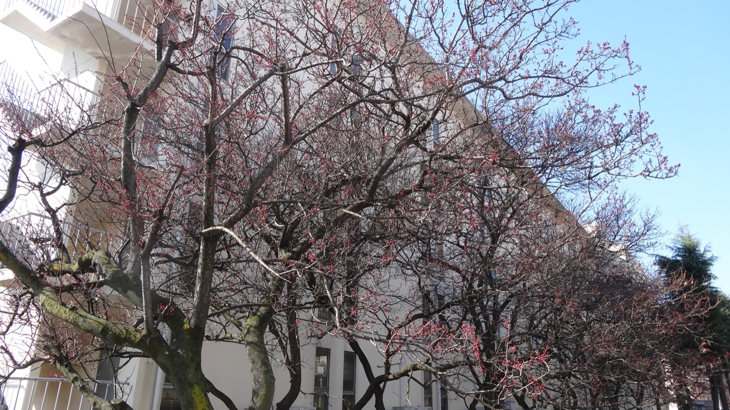 武蔵浦和ロッテ社宅の桜