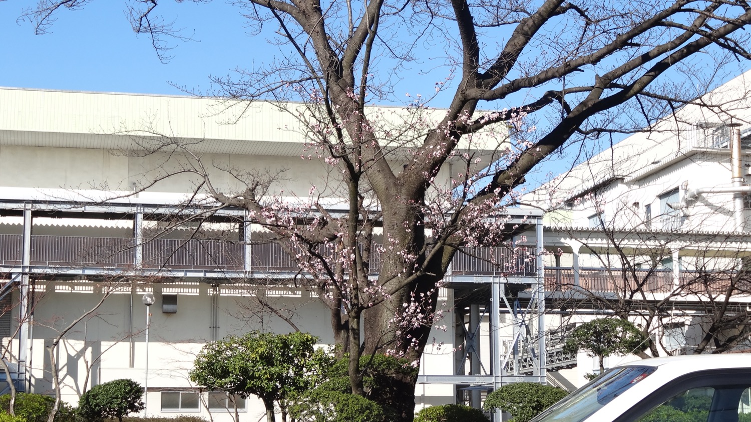 武蔵浦和ロッテ工場内の小さな桜