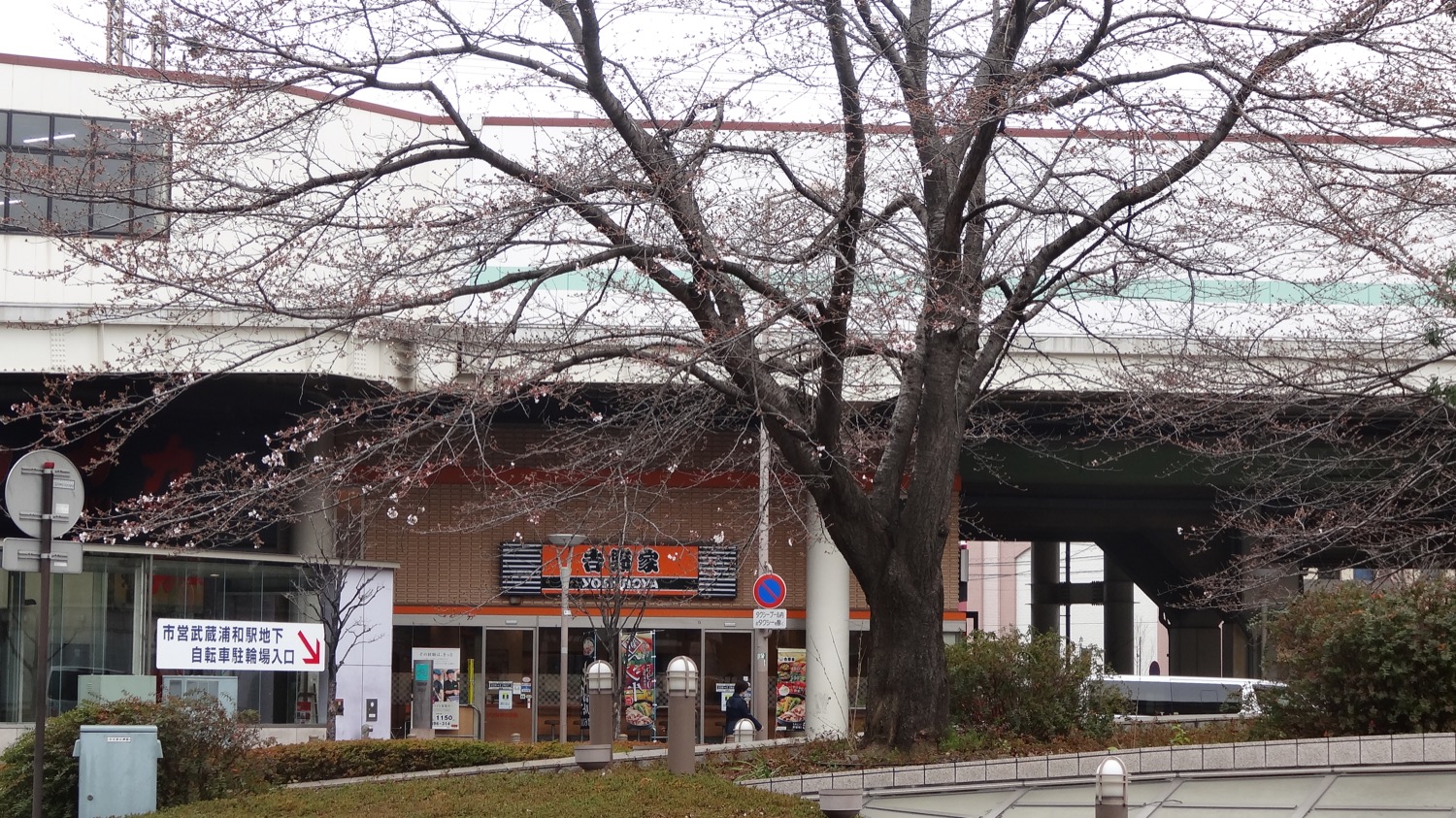 武蔵浦和駅東口ロータリーの桜