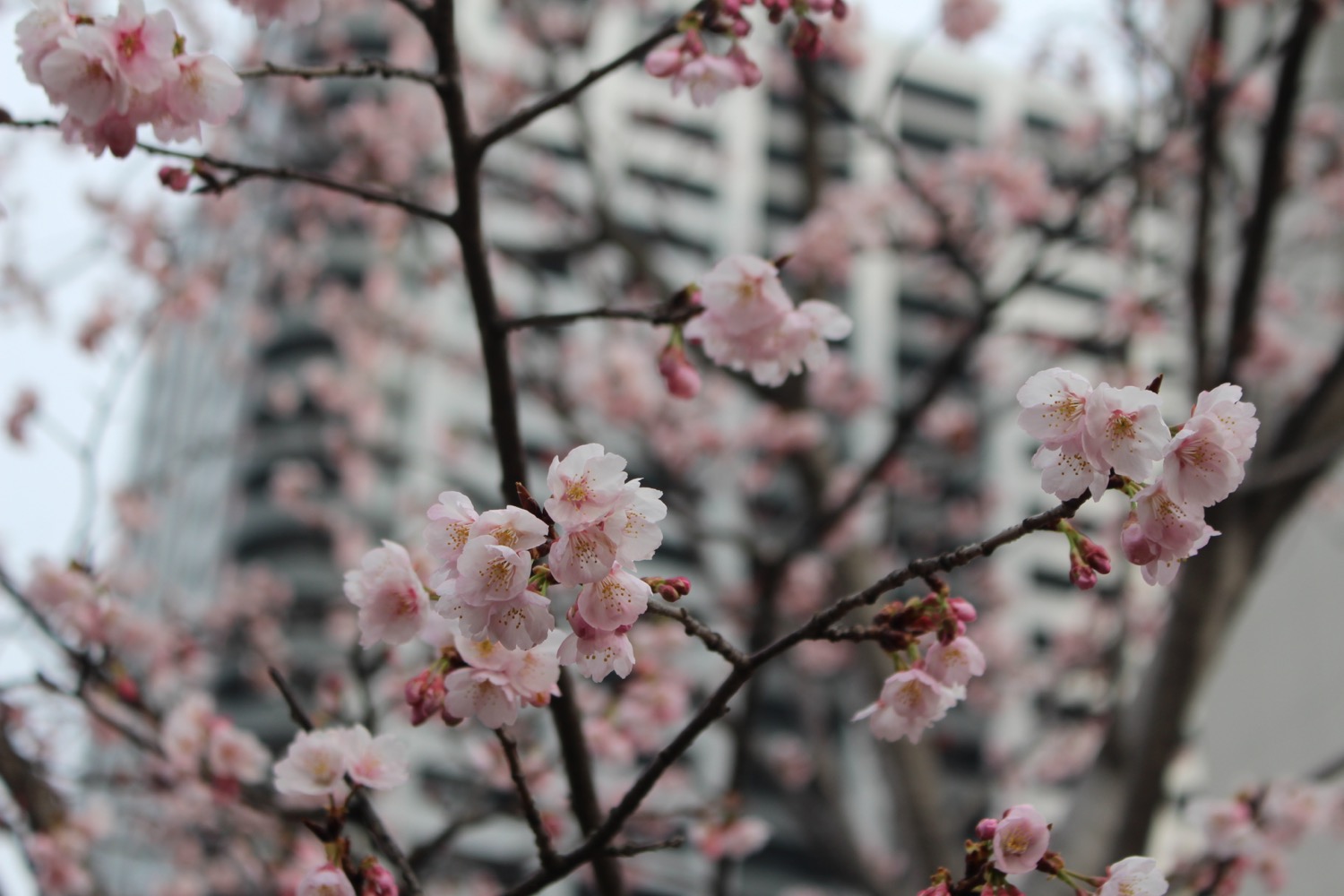 武蔵浦和駅西口交差点の桜