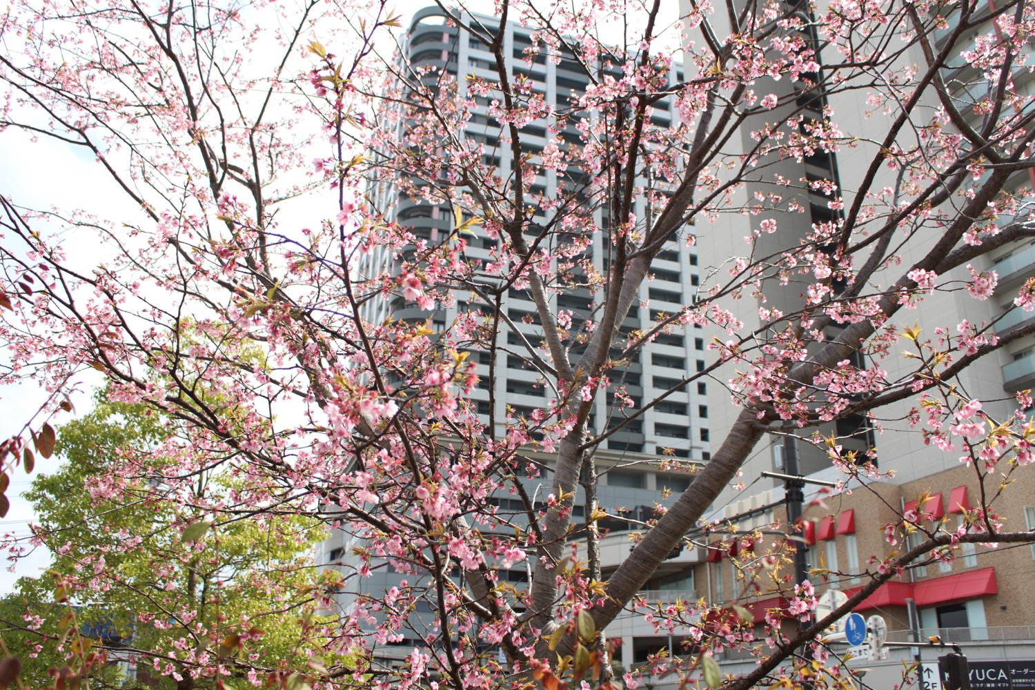 武蔵浦和駅西口交差点の桜