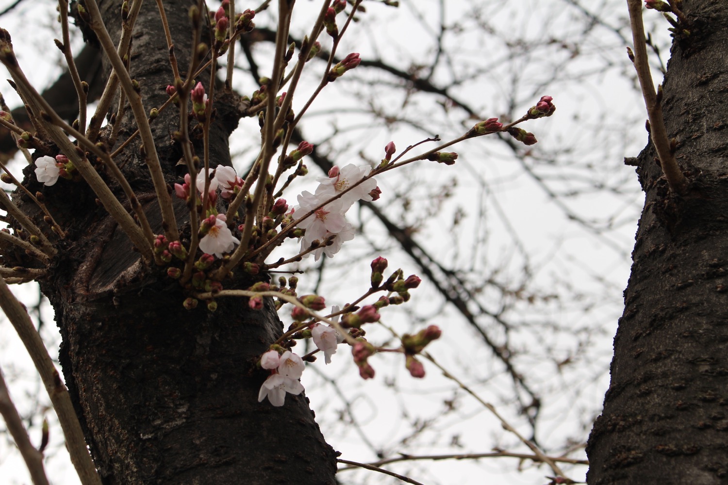 武蔵浦和ロッテ寮の桜