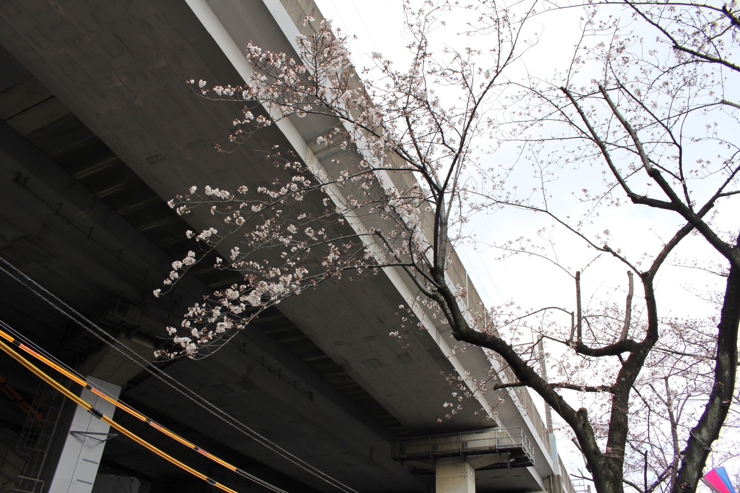 武蔵浦和駅東口遊歩道の桜