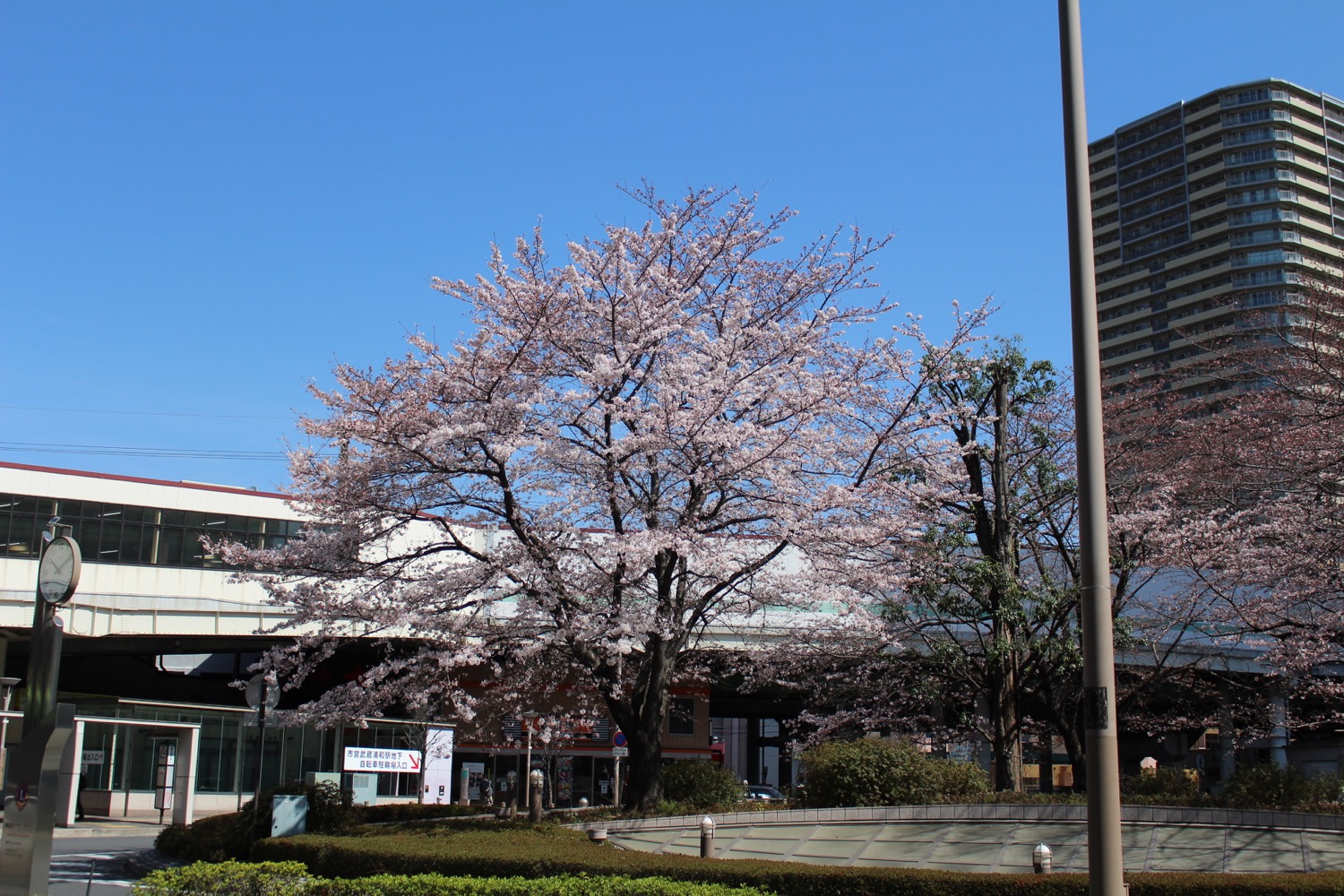 武蔵浦和駅東口ロータリーの桜