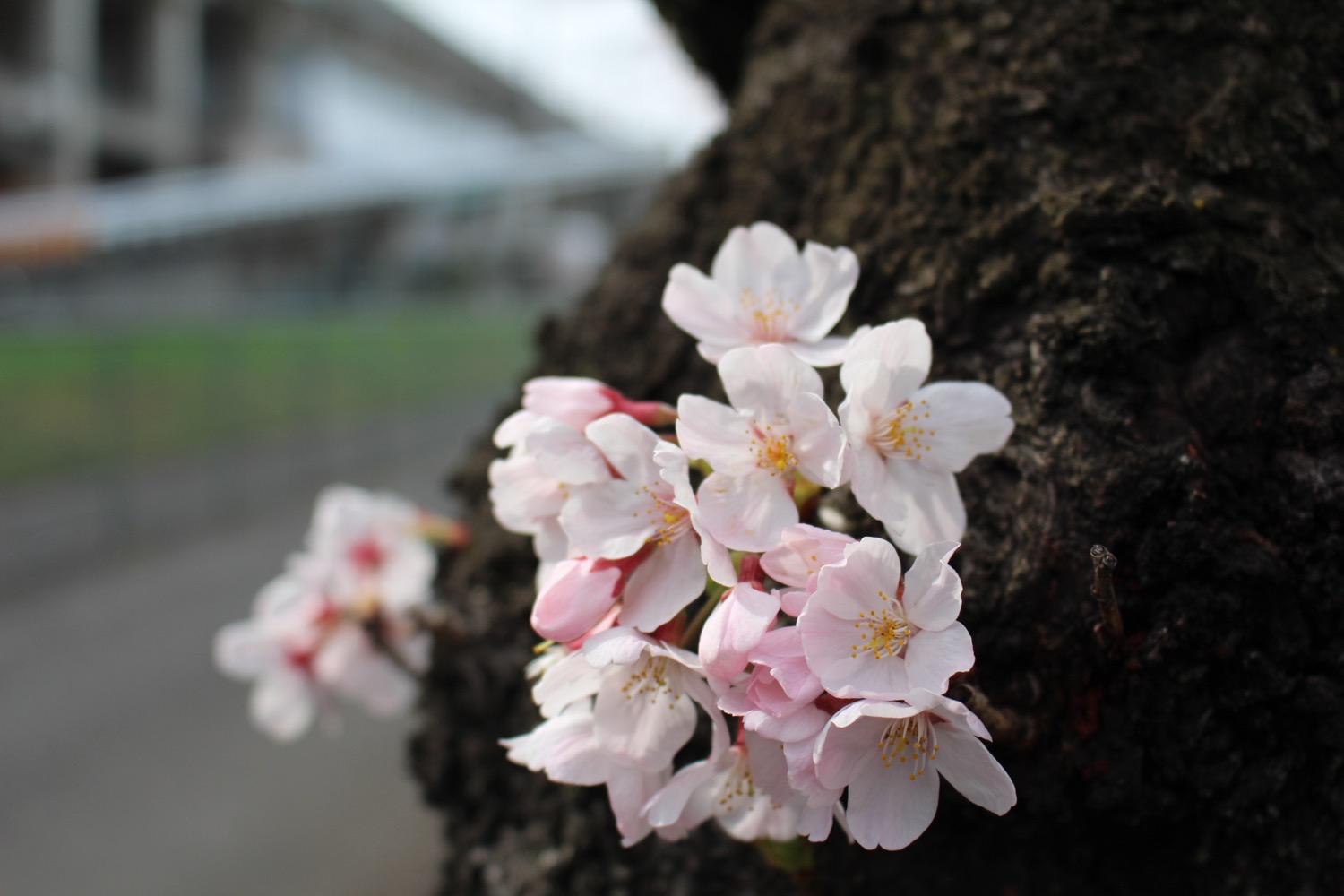武蔵浦和駅東口遊歩道の桜