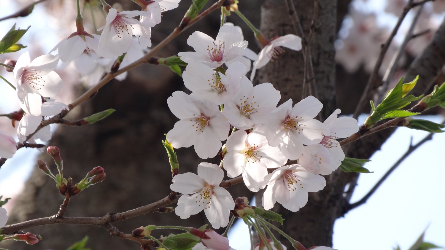 武蔵浦和ロッテ球場隣の桜