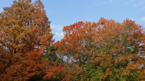 秋ヶ瀬公園の紅葉