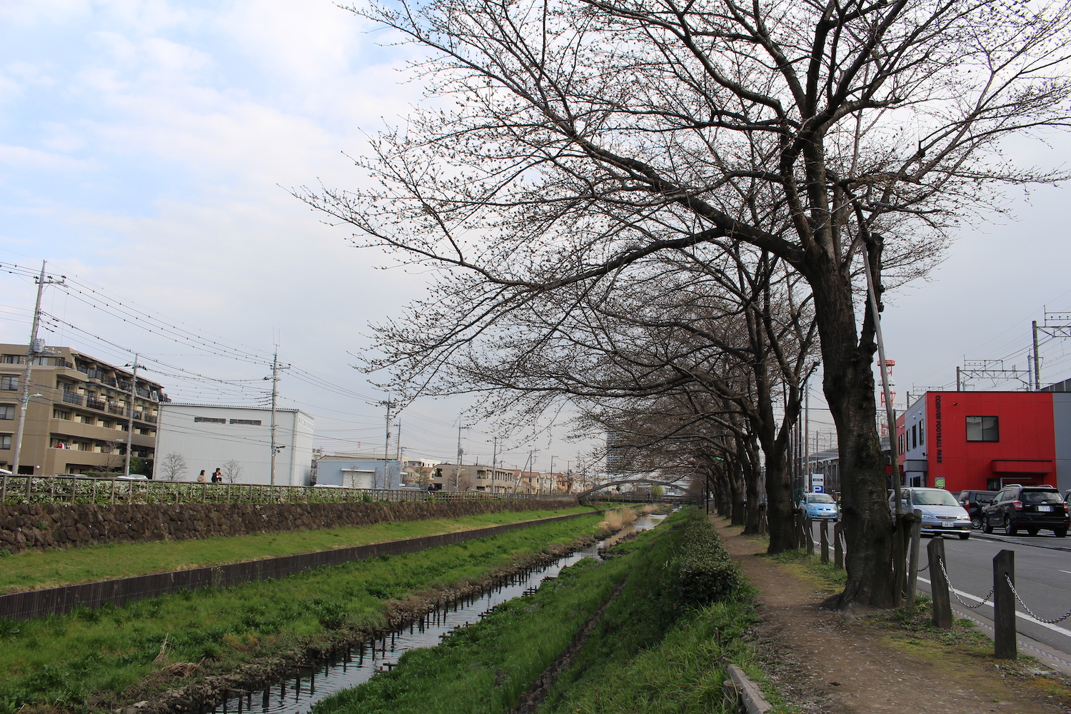 蕾:笹目川の桜の開花状況