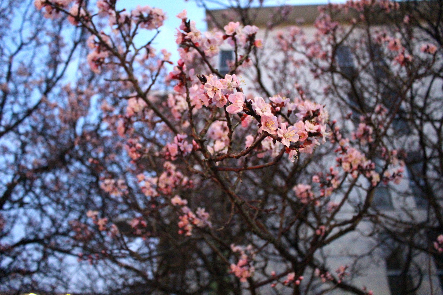 咲き始め:武蔵浦和ロッテ社宅の桜の開花状況