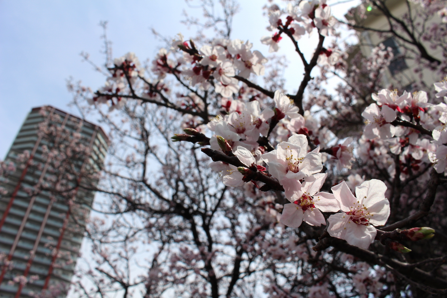 開花〜散り始め:武蔵浦和ロッテ社宅の桜の開花状況