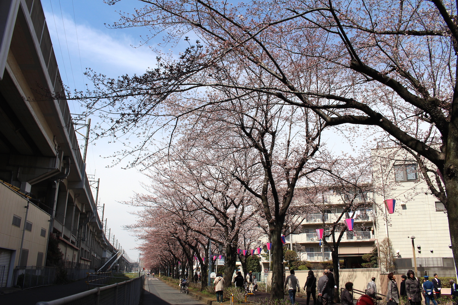 咲き始め:武蔵浦和駅東口遊歩道の桜の開花状況