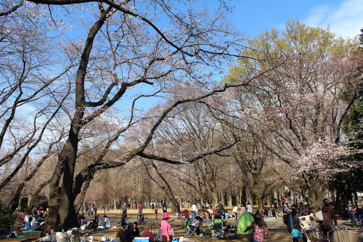 咲き始め:県立別所沼公園