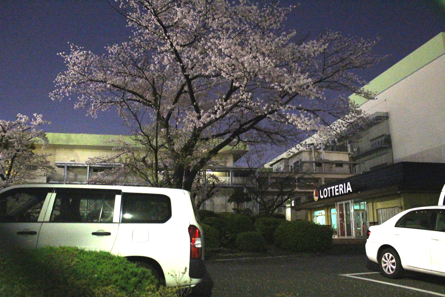 満開:武蔵浦和ロッテ工場裏の桜の開花状況
