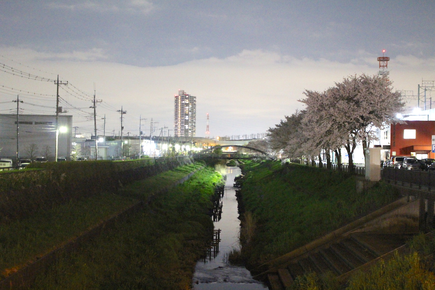 満開:笹目川の桜の開花状況