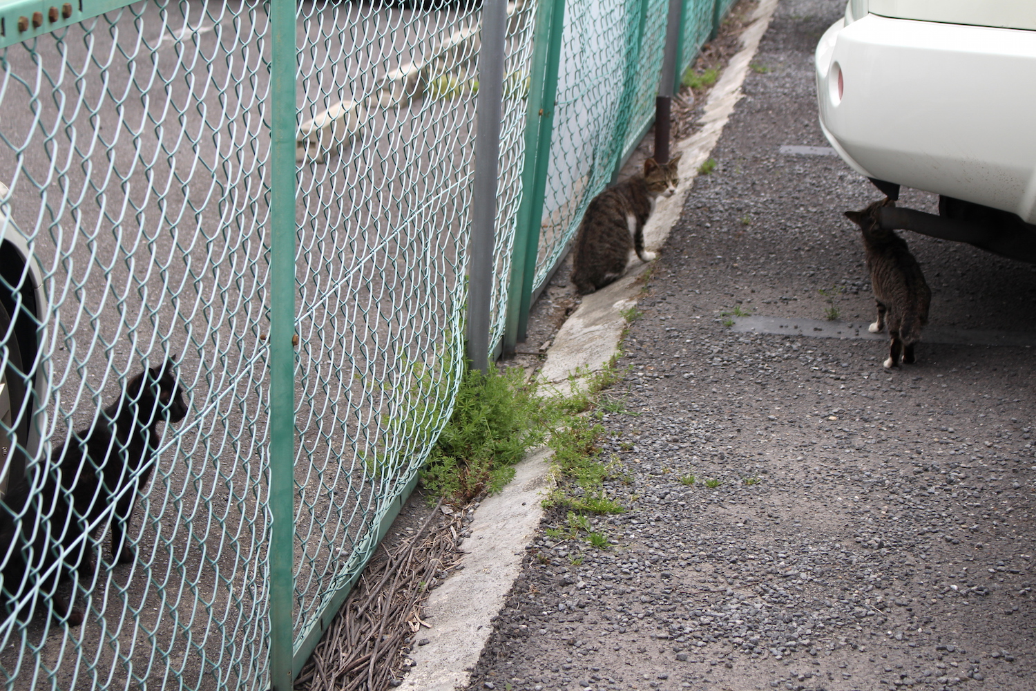マーレ駐車場にいた猫ちゃん達
