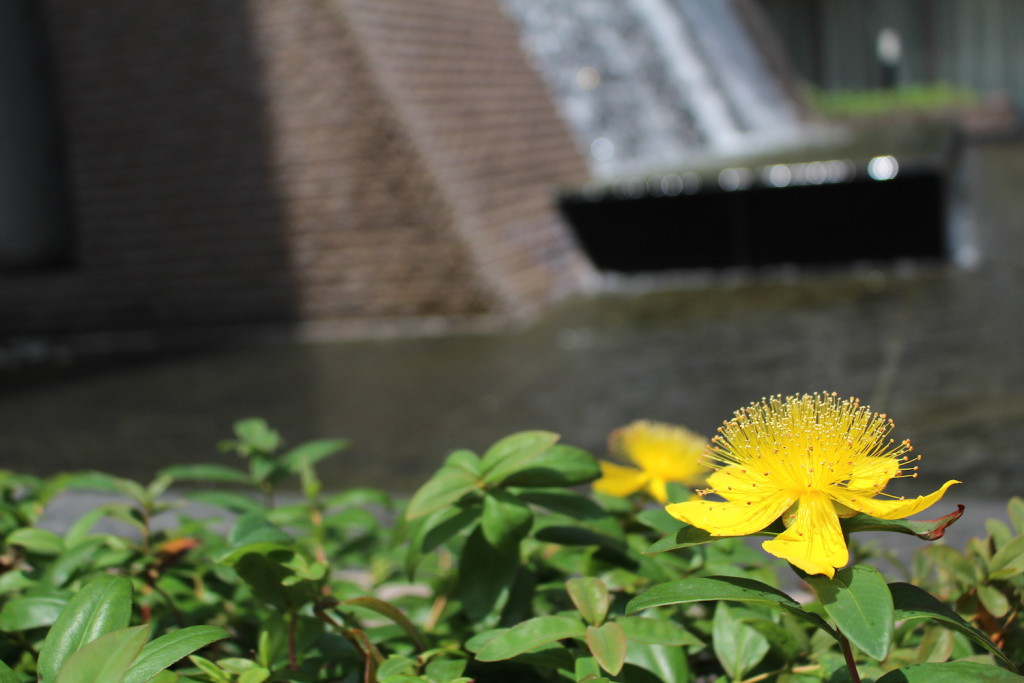 水場の黄色い花 ラムザ 武蔵浦和なび