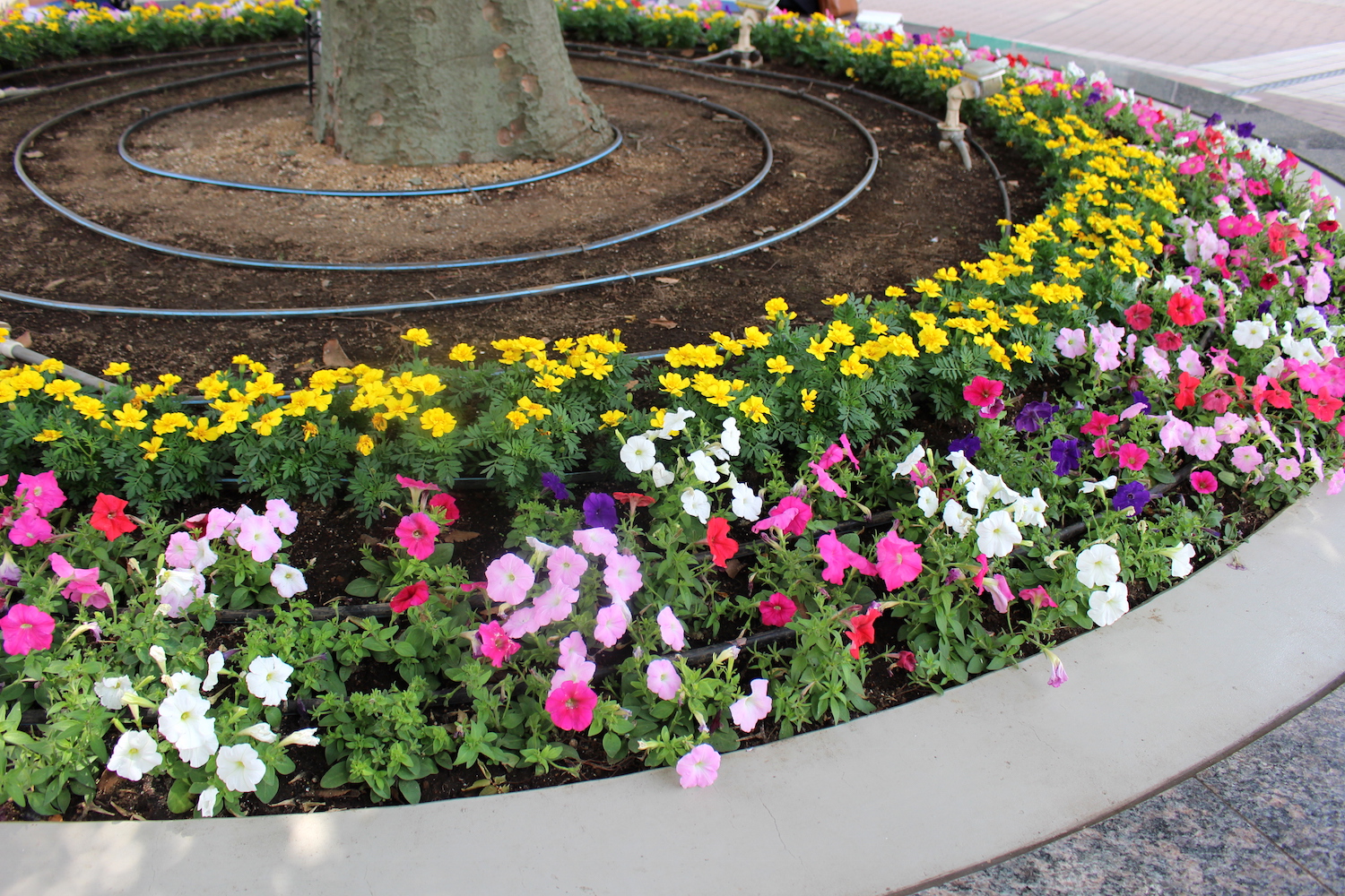 ラムザ広場の花壇