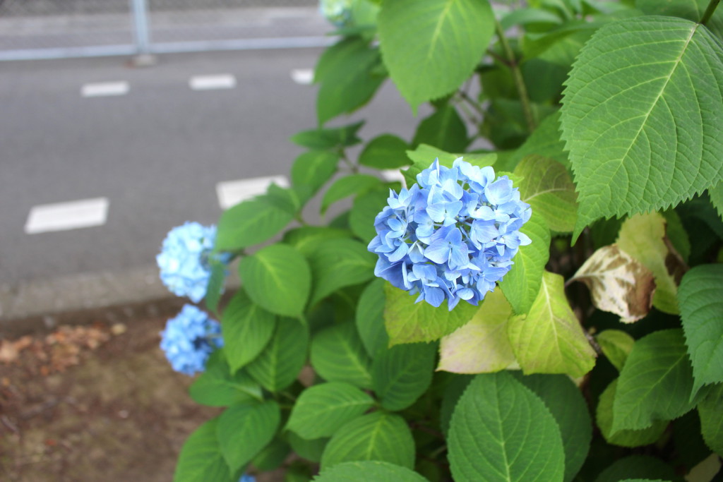 花と緑の散歩道 の紫陽花 駅の北側 武蔵浦和なび
