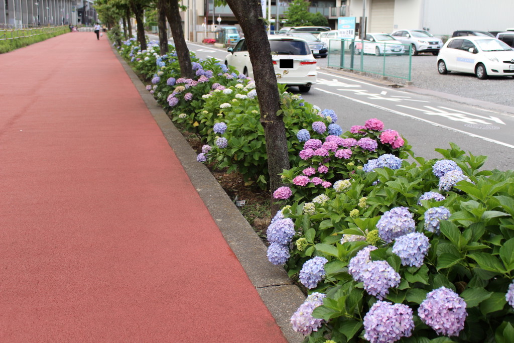 花と緑の散歩道 の紫陽花が見頃 駅の南側 武蔵浦和なび