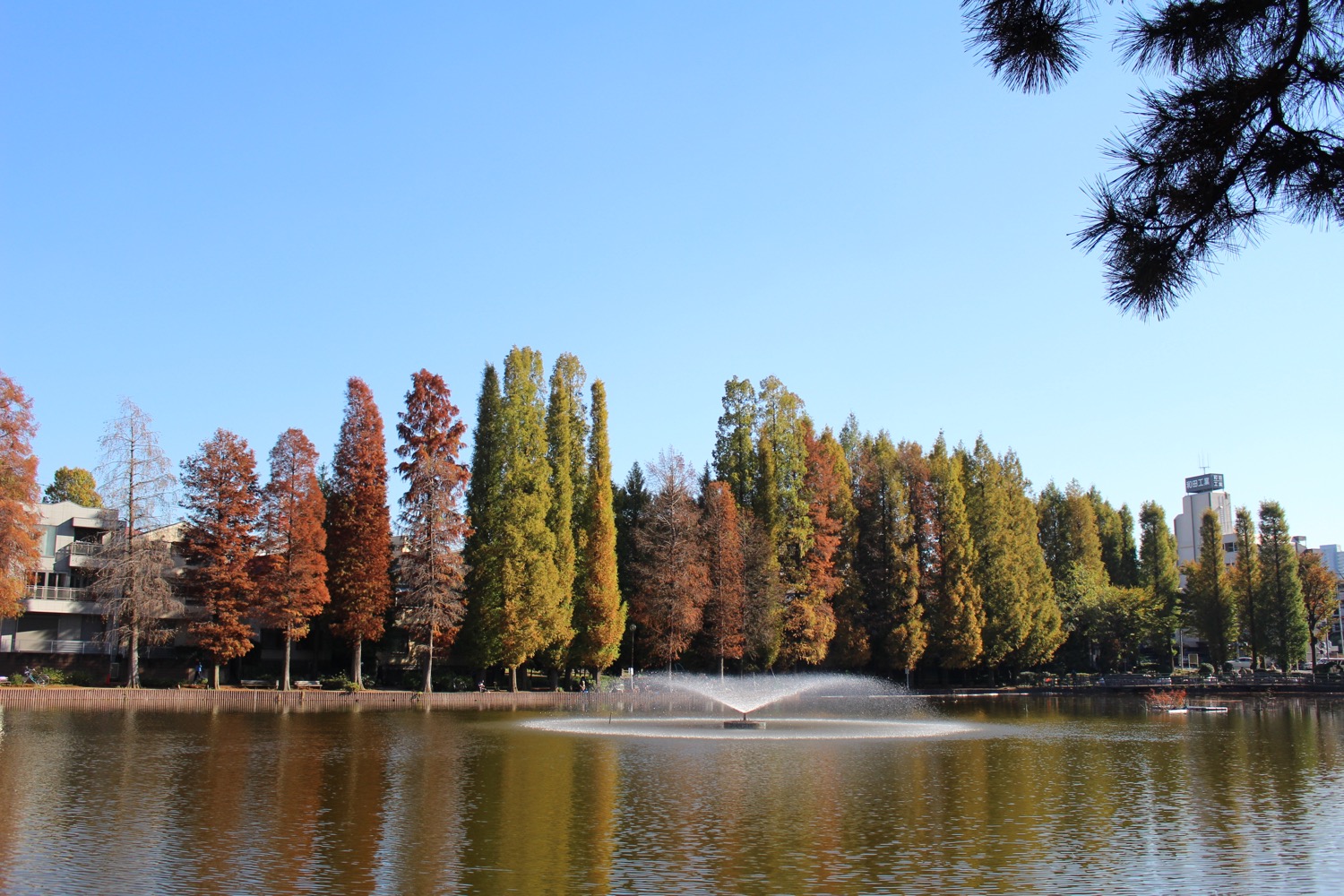 別所沼公園の紅葉