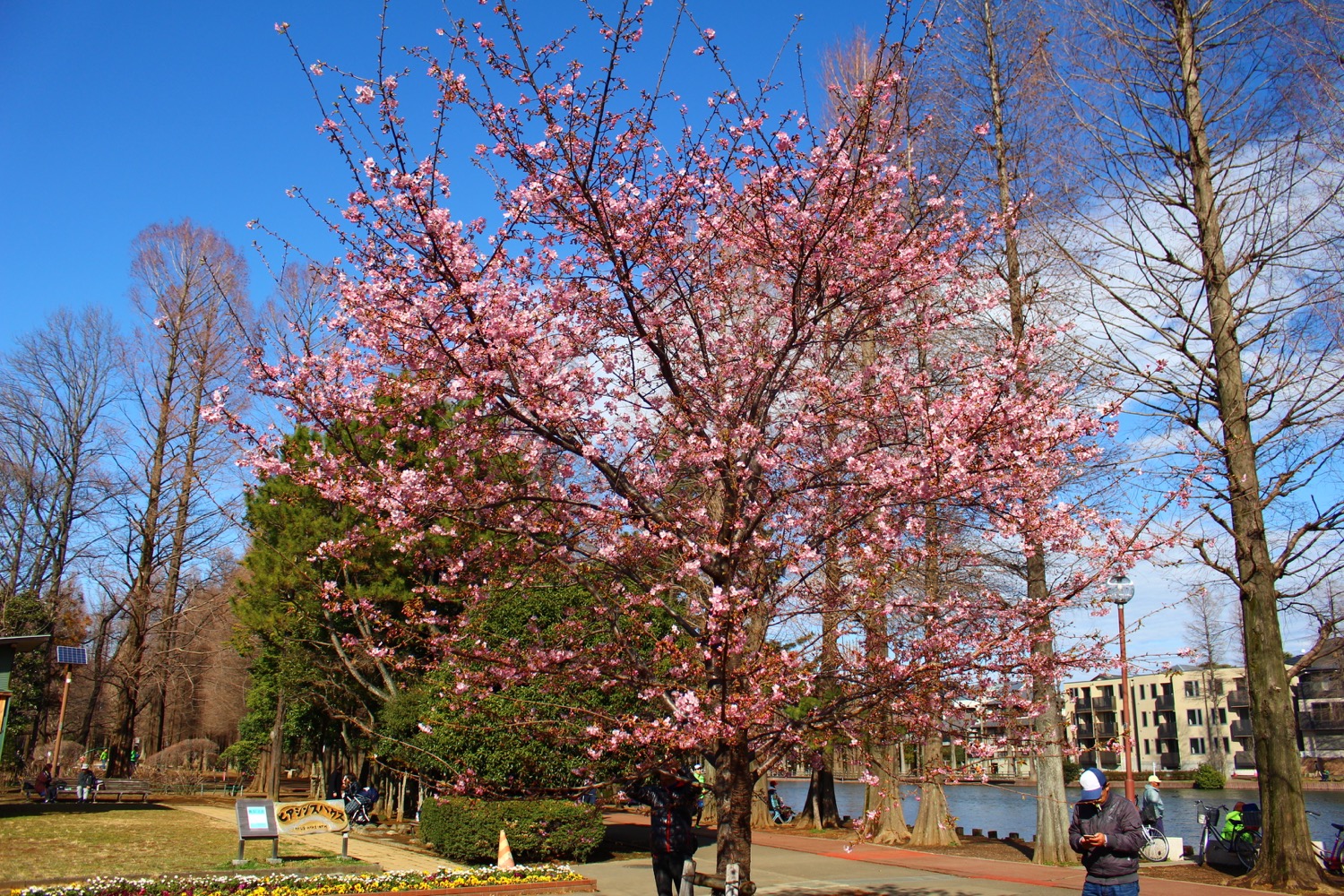 咲き始め:別所沼公園の河津桜