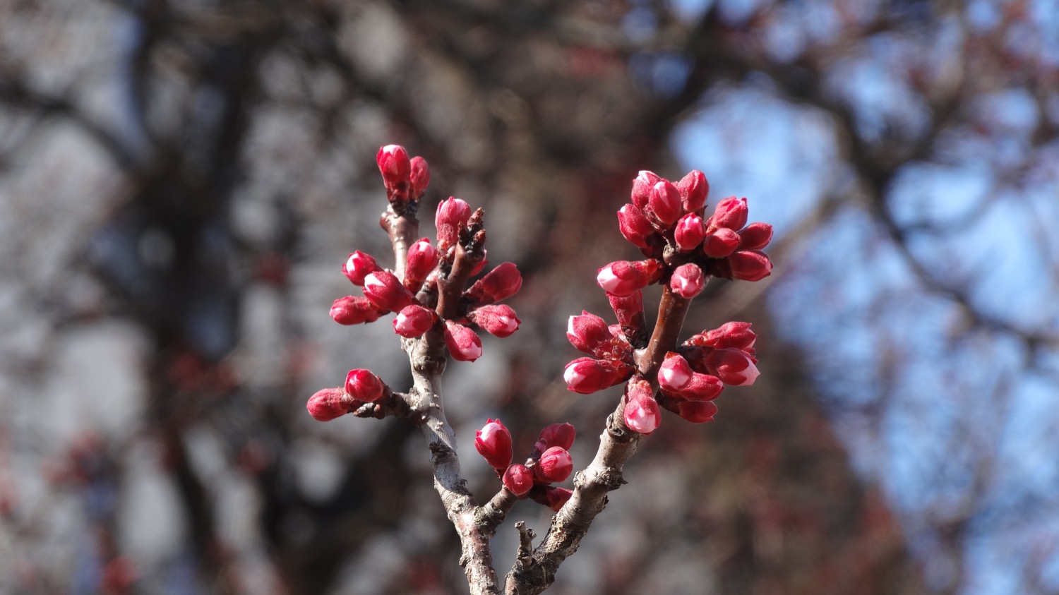 蕾 武蔵浦和ロッテ社宅の桜の開花状況