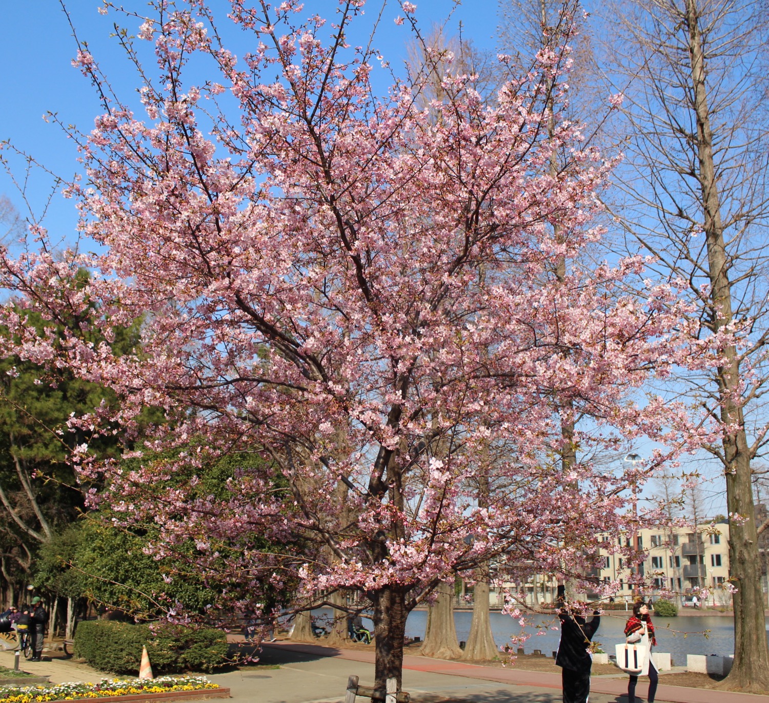4分咲き:別所沼公園の河津桜