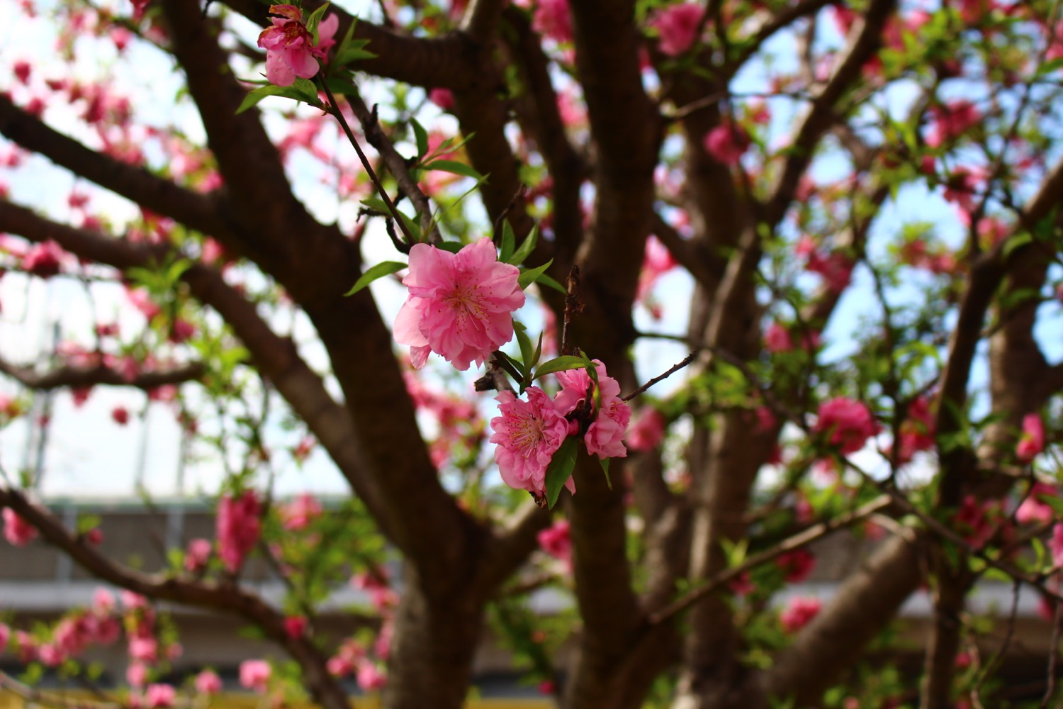笹目川の桃の花