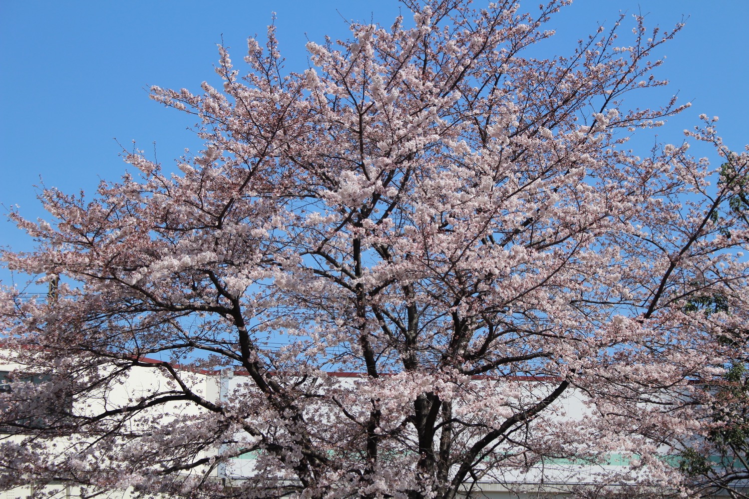 ８分咲き 武蔵浦和駅東口ロータリーの桜の開花状況