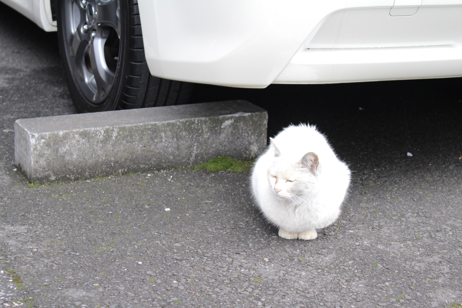 武蔵浦和駅にいるにゃんこ