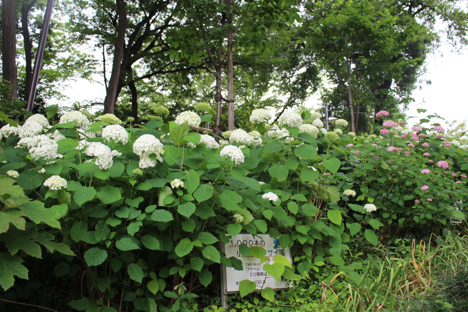大谷場氷川神社の紫陽花