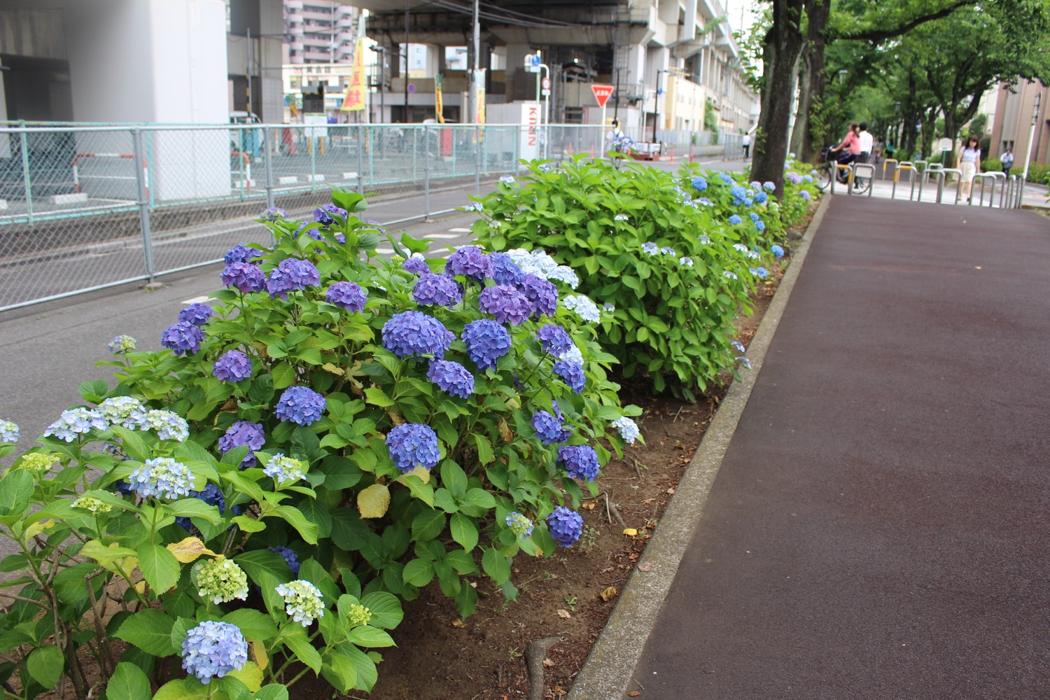 花と緑の散歩道の紫陽花