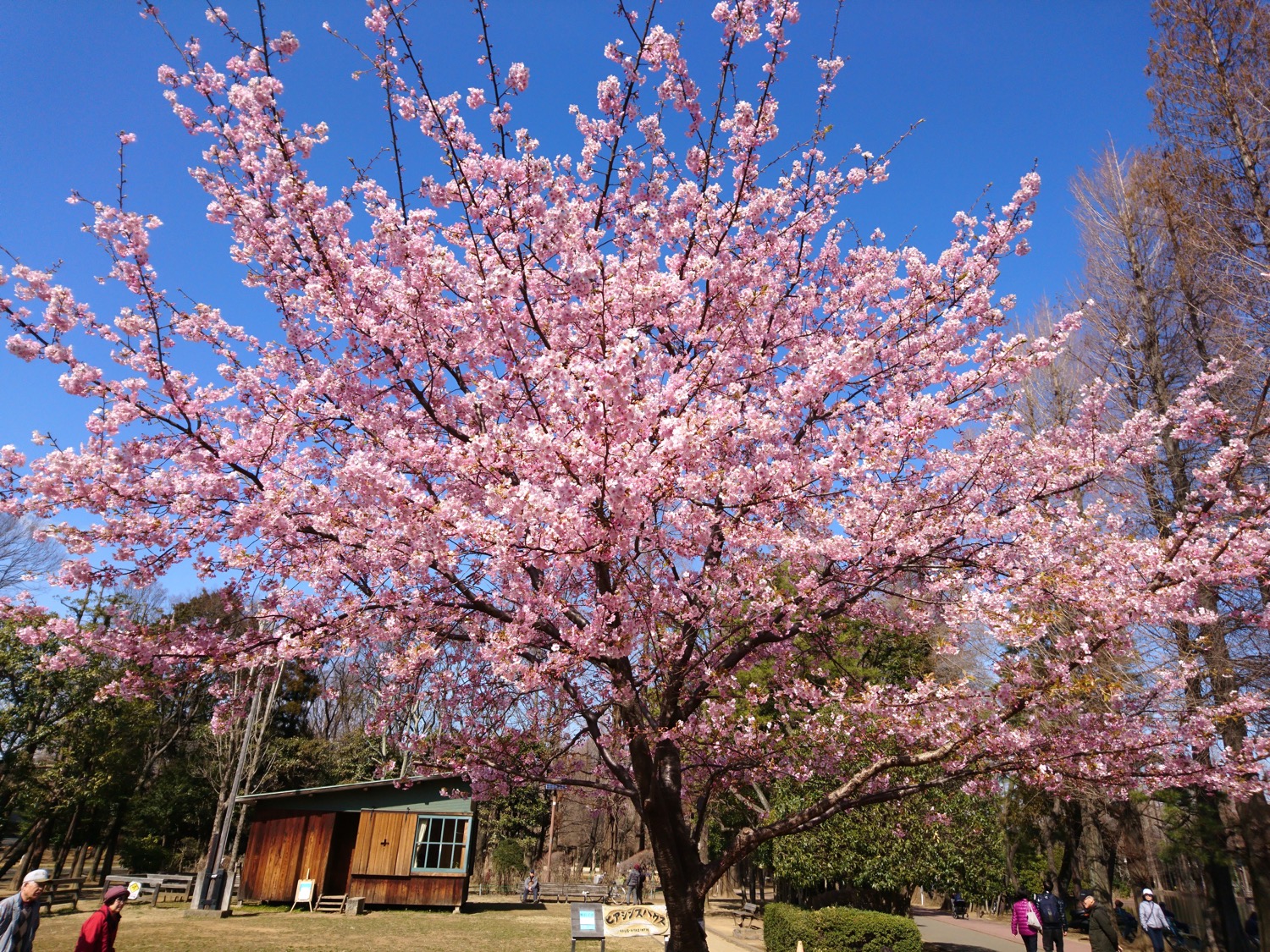 満開:別所沼公園の河津桜(2017)