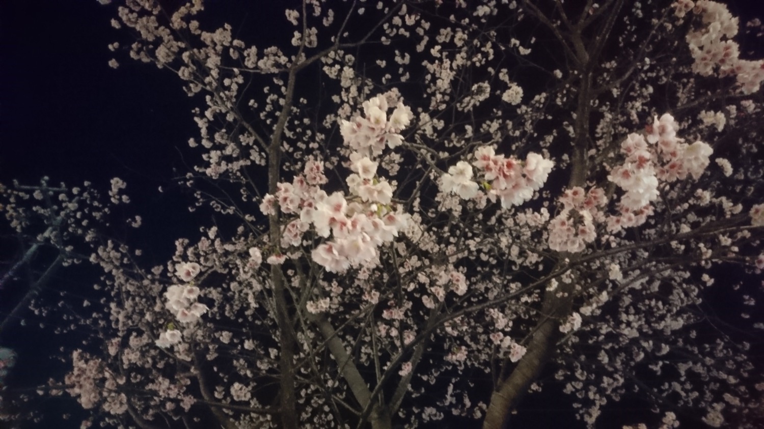 武蔵浦和駅西口交差点の桜の開花状況