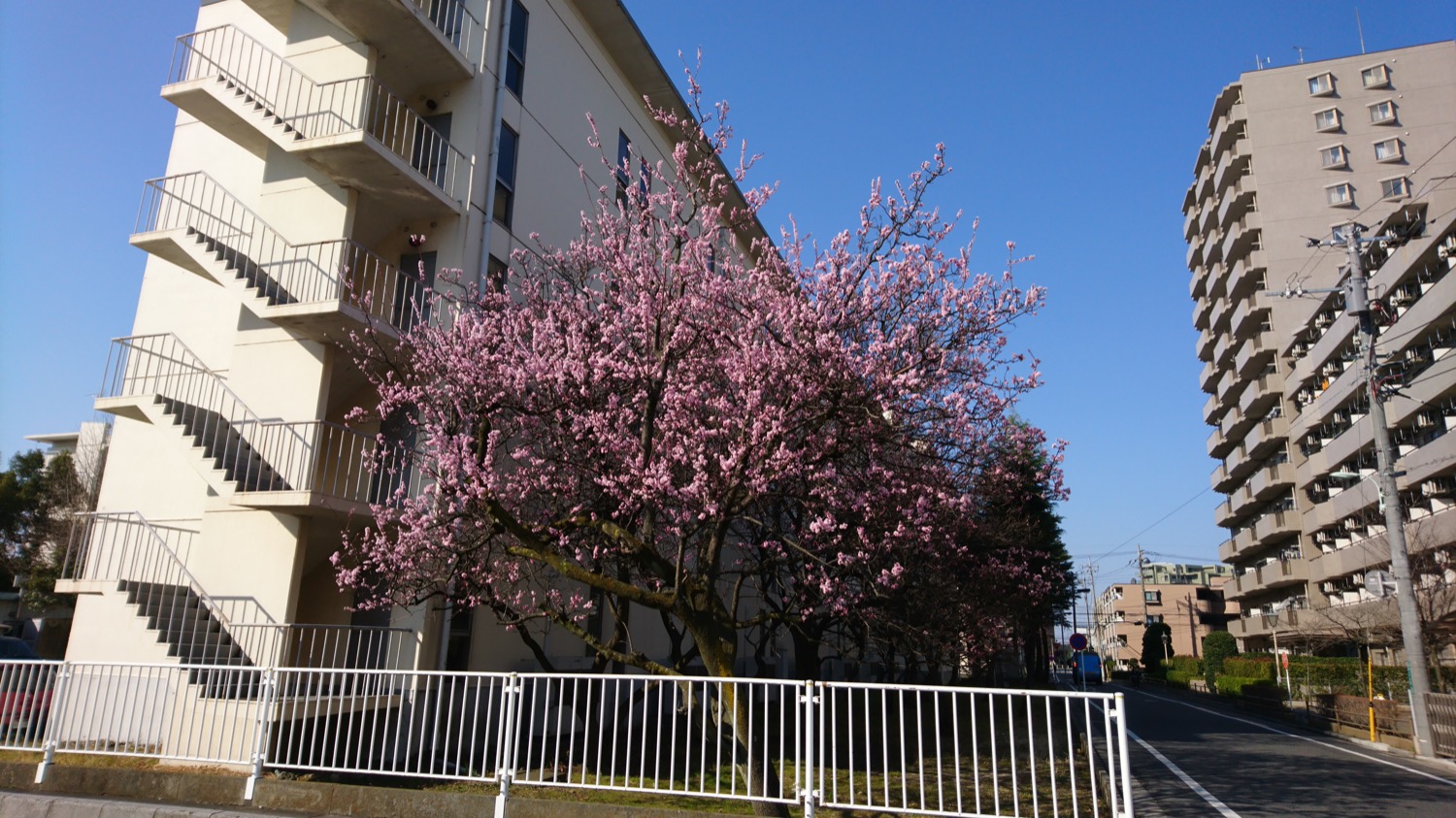 ８分咲き 武蔵浦和ロッテ社宅の桜の開花状況 17