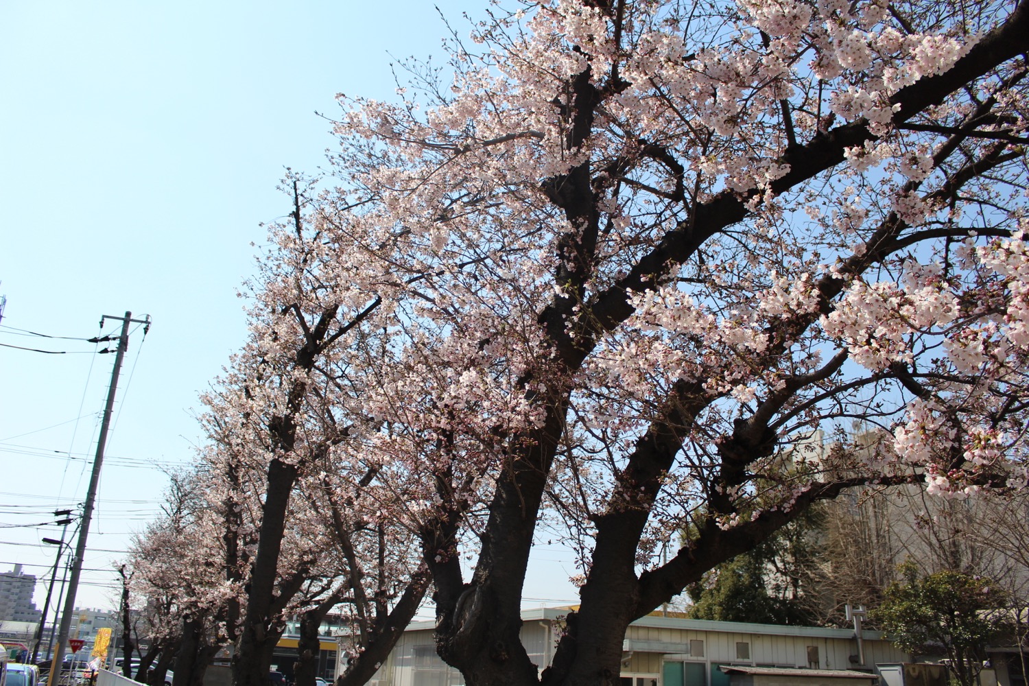 8分咲き 武蔵浦和ロッテ寮の桜の開花状況