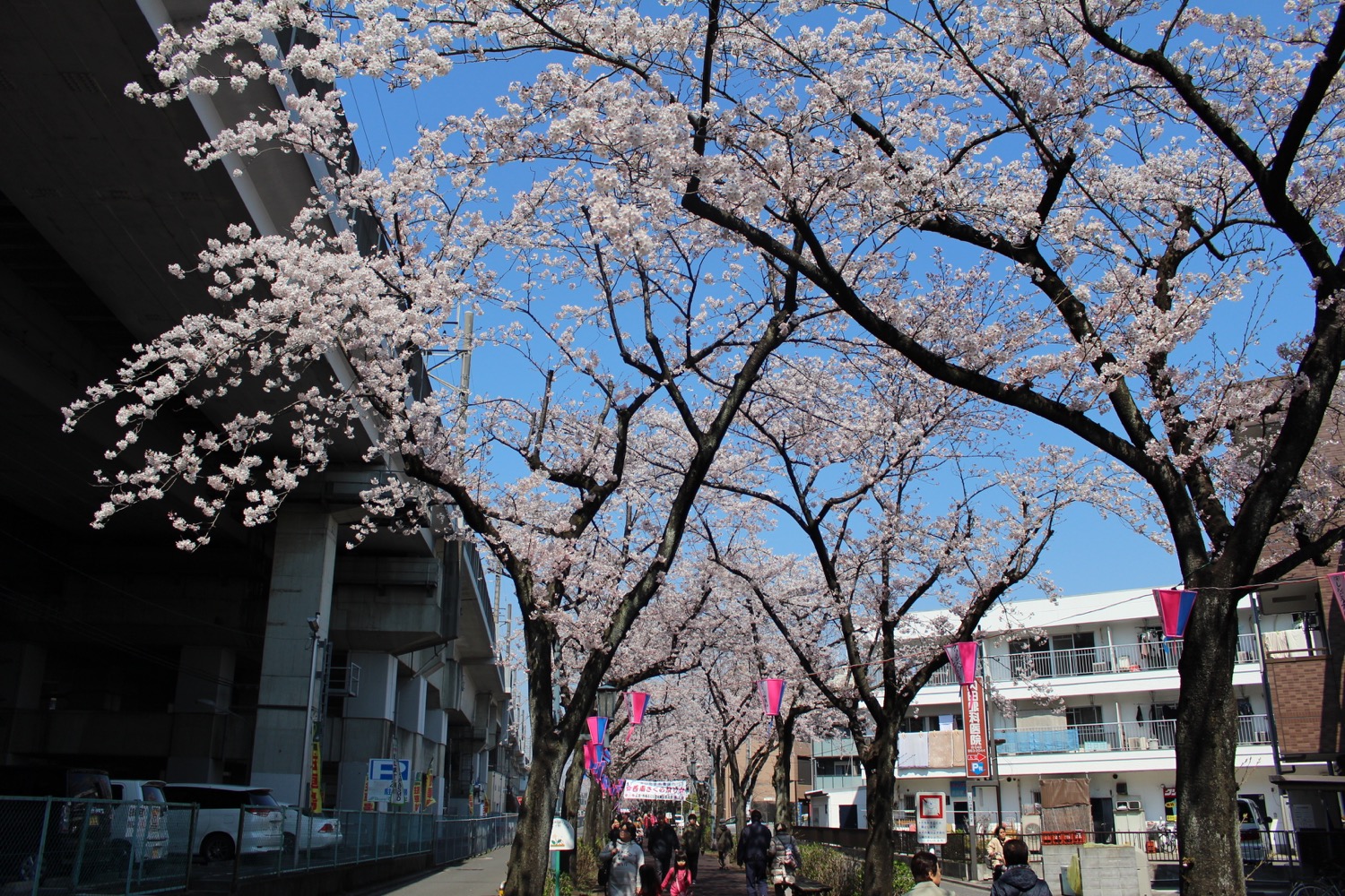 満開:武蔵浦和駅東口遊歩道の桜の開花状況(2017)
