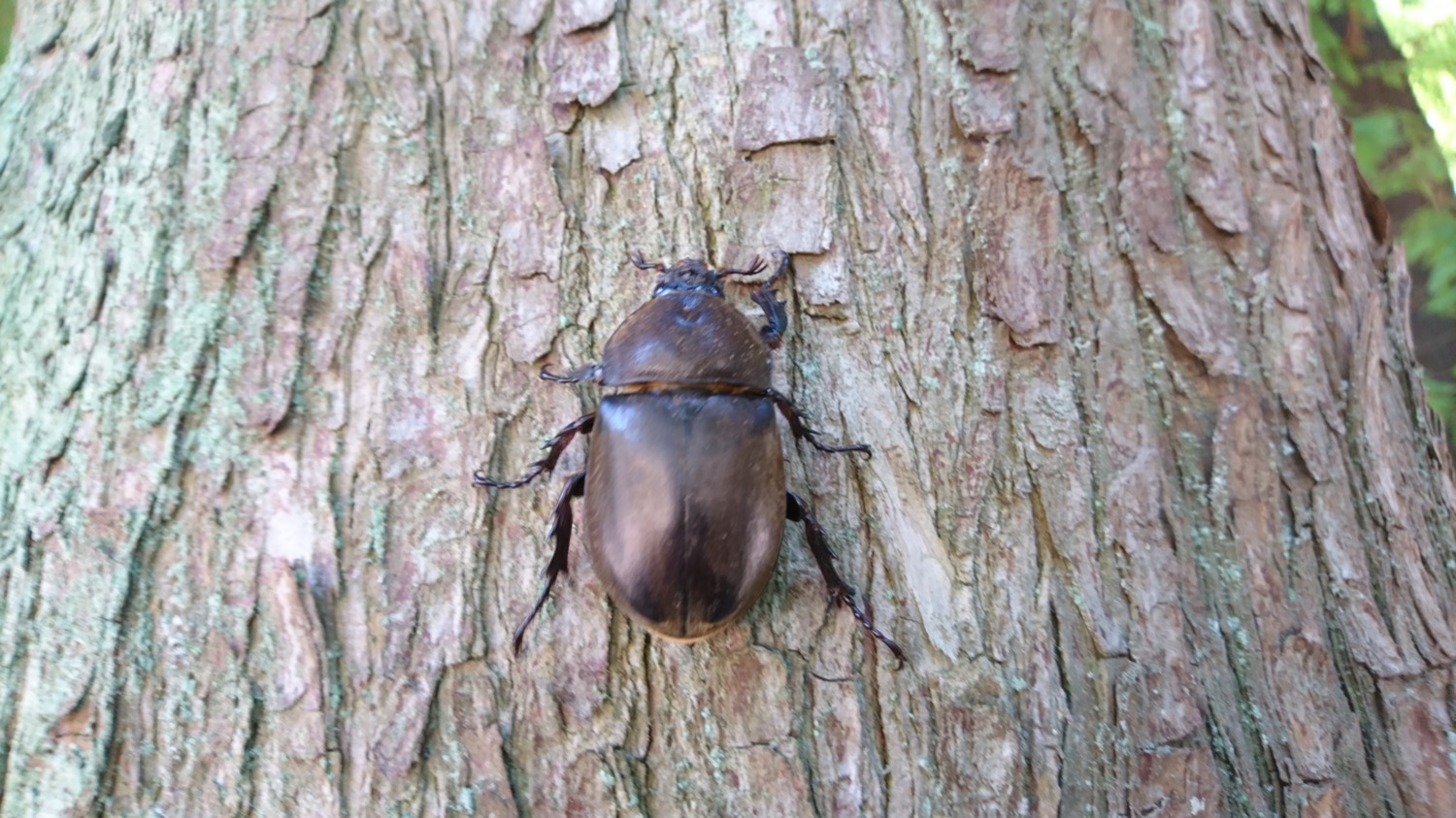 別所沼公園にかぶとむし!?